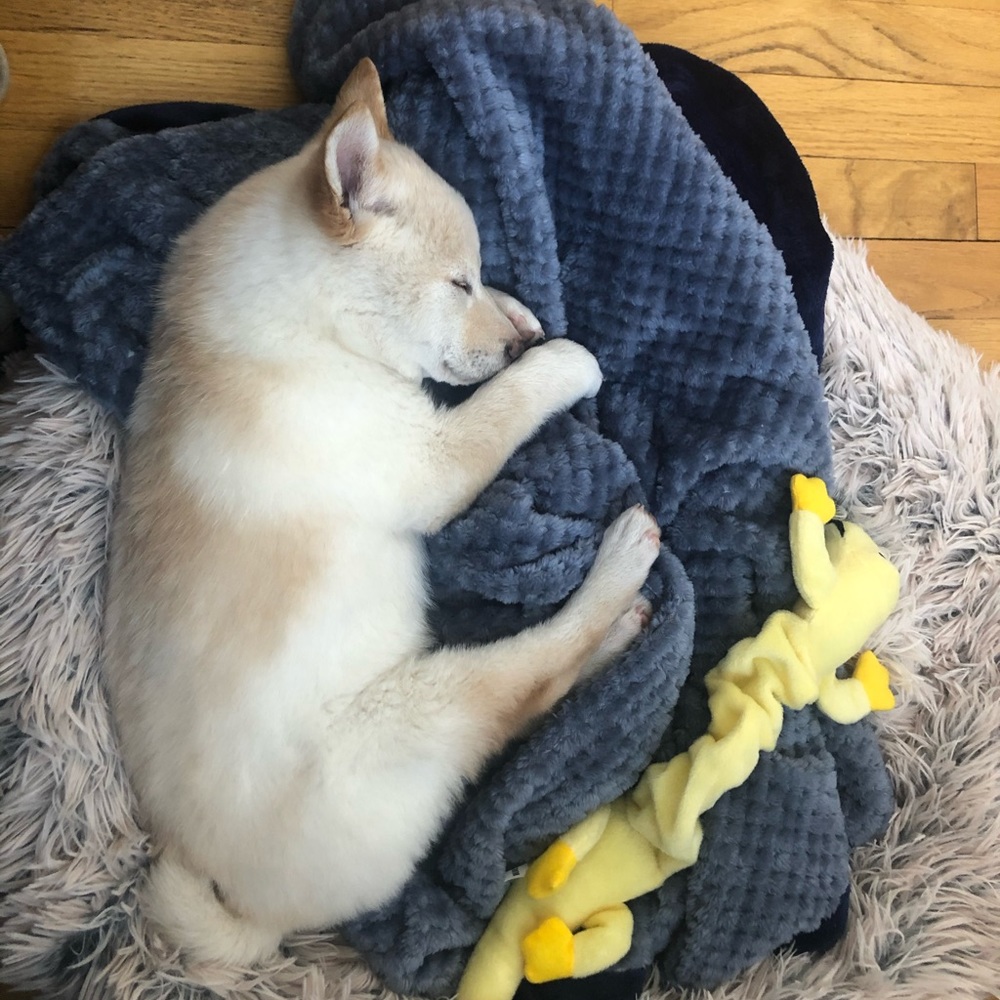 Meet your Posher, Imani